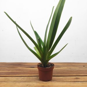 Paphiopedilum 'American Hybrid' - Sem Flor