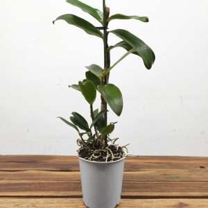 Epicattleya 'Rene Marques' - Sem Flor