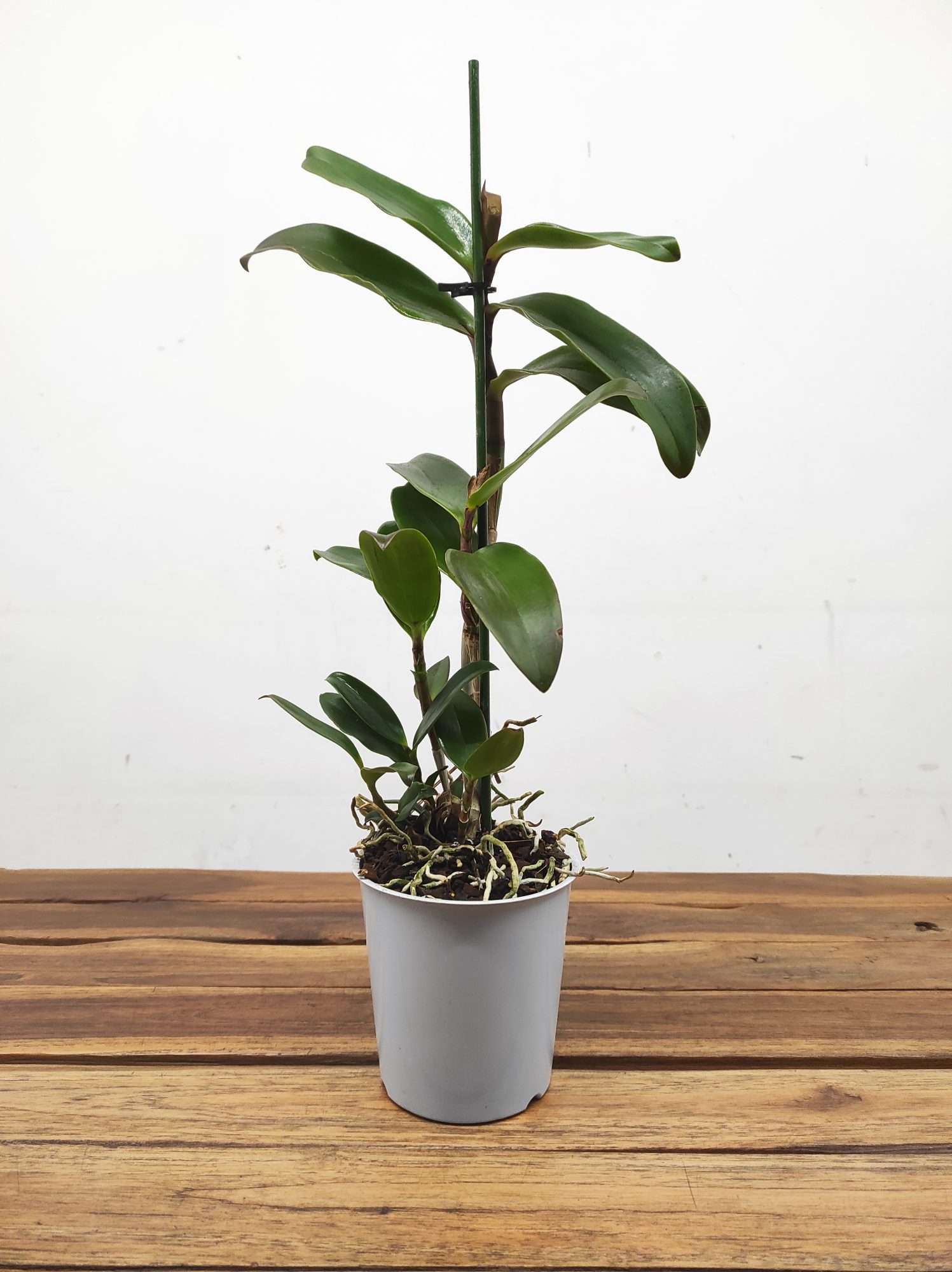 Epicattleya 'Rene Marques' - Sem Flor