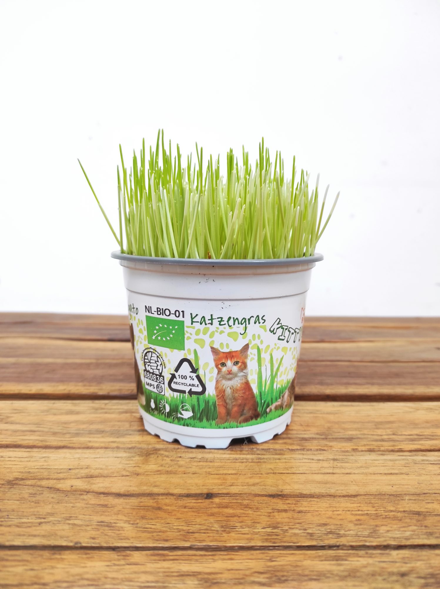 Erva para gato - Image 2