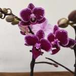 Phalaenopsis Folha Variegata