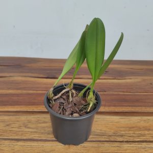 Bulbophyllum Violaceolabellum - Sem Flor