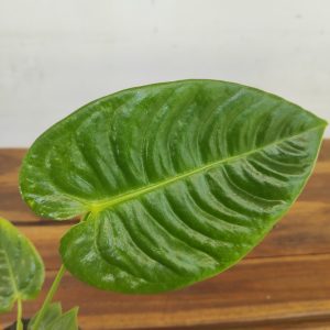 Anthurium Veitchii