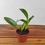 Blc. (rlc.) Fu Shu Glory Happy Holiday - Sem Flor