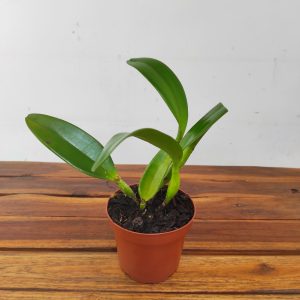 Blc. (rlc.) Fu Shu Glory Happy Holiday - Sem Flor