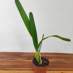 Laelia Purpurata Var. Roxo Violeta - Sem Flor