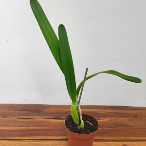 Laelia Purpurata Var. Roxo Violeta - Sem Flor