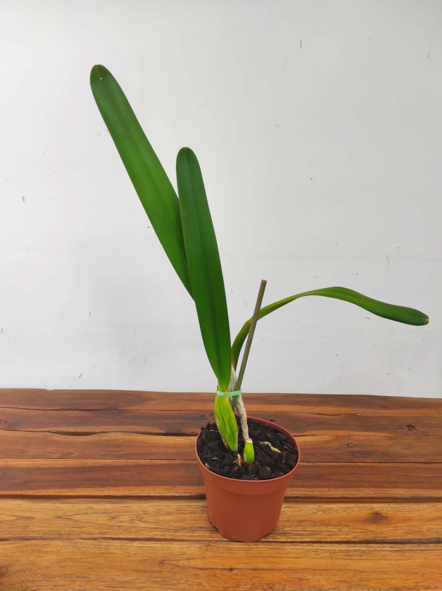 Laelia Purpurata Var. Roxo Violeta - Sem Flor