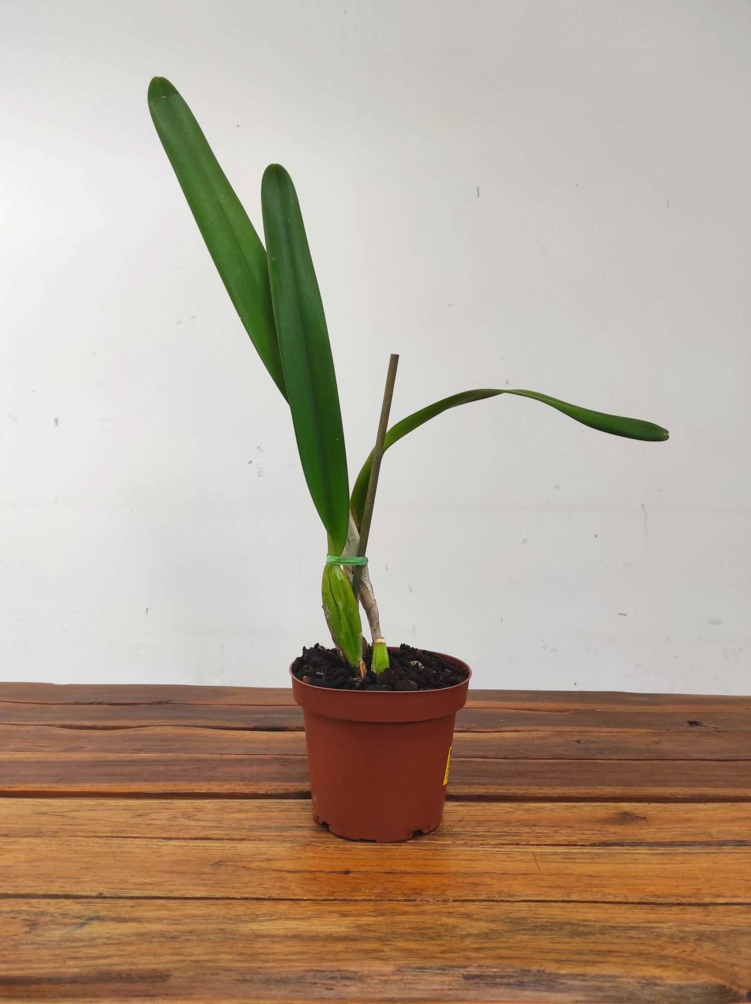 Laelia Purpurata Var. Roxo Violeta - Sem Flor - Image 2
