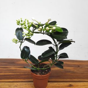 Stephanotis Floribunda