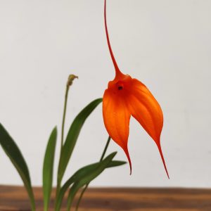 Masdevallia Laranja V.6
