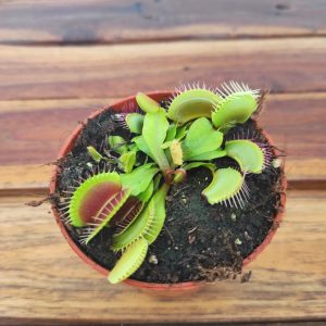 Dionaea 'Muscipula'