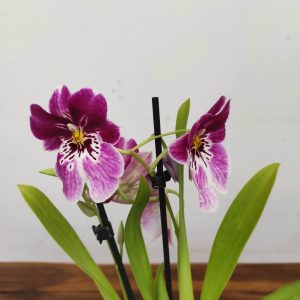 Miltonia 2 Hastes - V.12