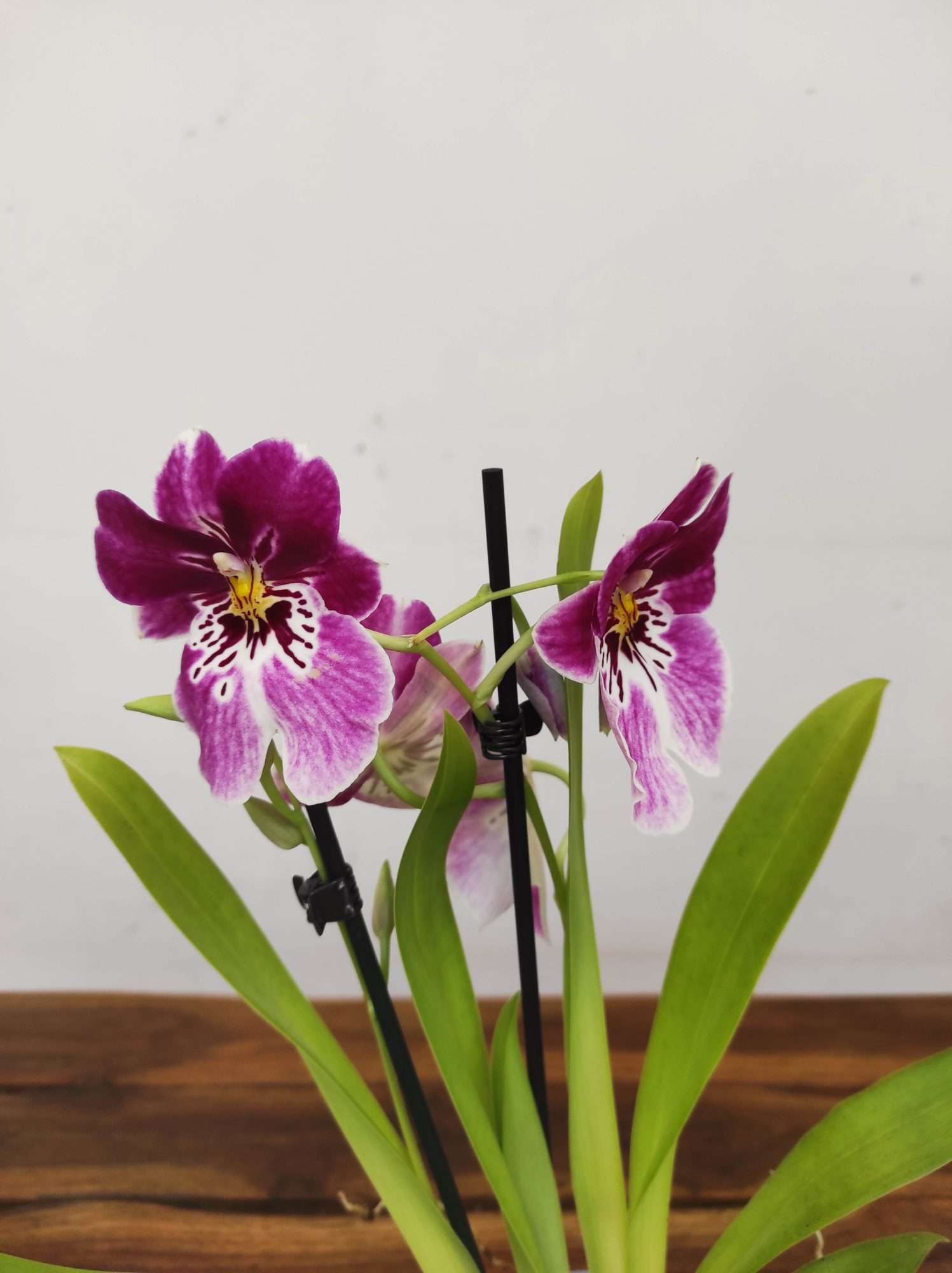 Miltonia 2 Hastes - V.12
