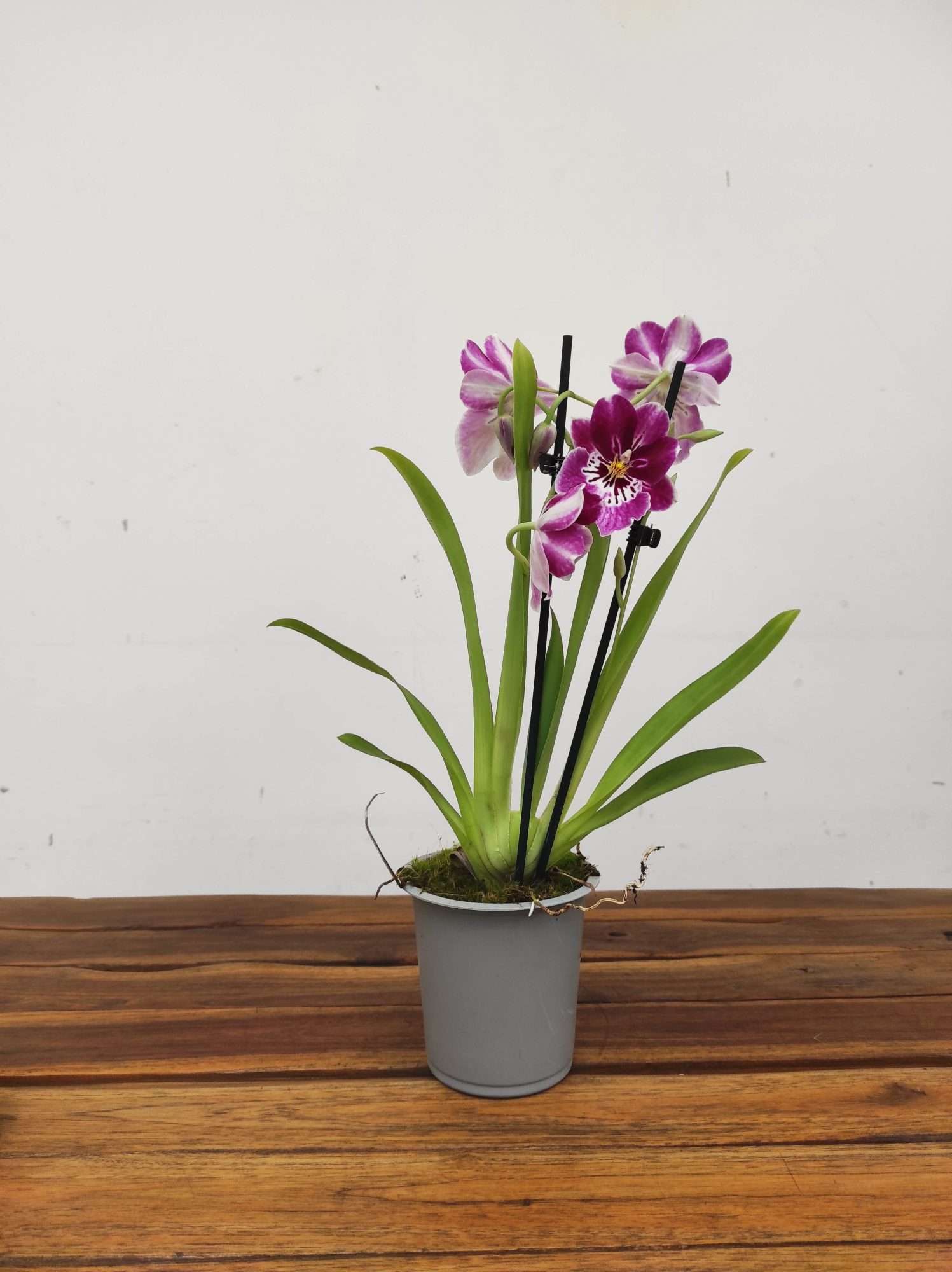 Miltonia 2 Hastes - V.12 - Image 2