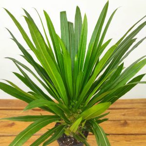 Pachypodium 'Lamerei'