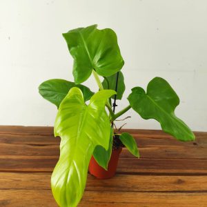 Philodendron Golden Violin