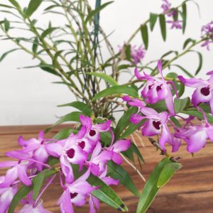 Dendrobium Cassiope