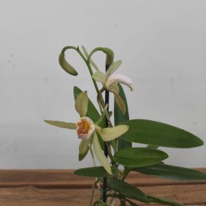 Cattleya Forbesii