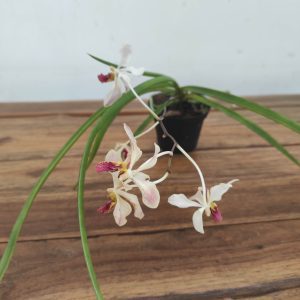 Vandoglossum Paljas