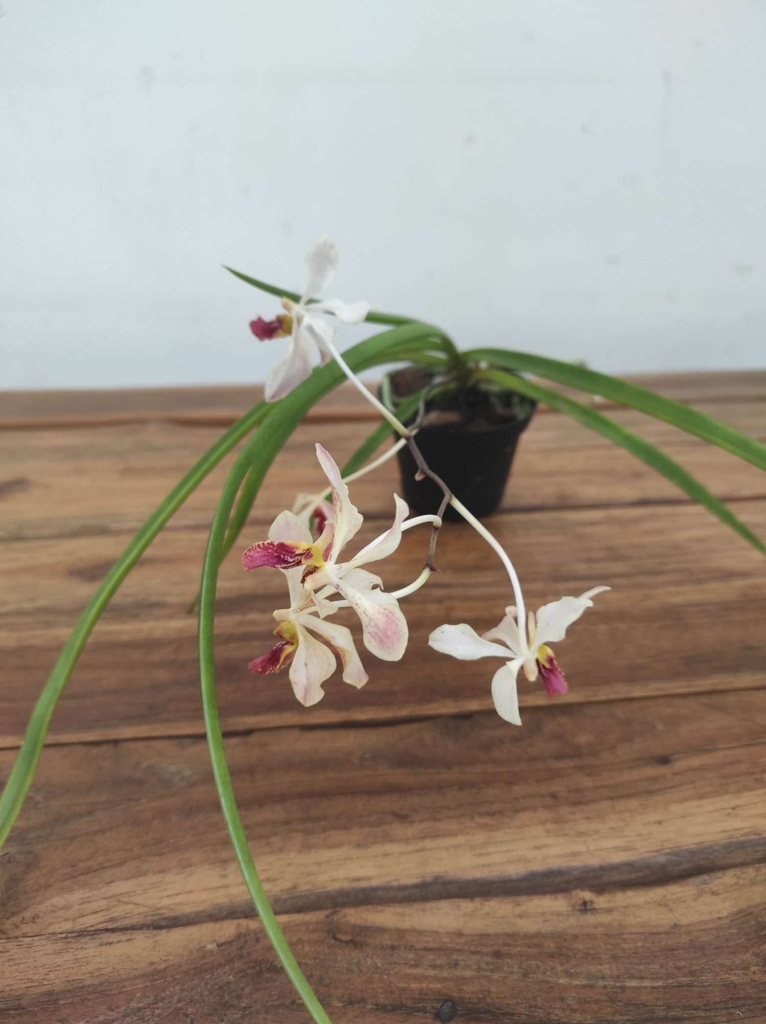 Vandoglossum Paljas