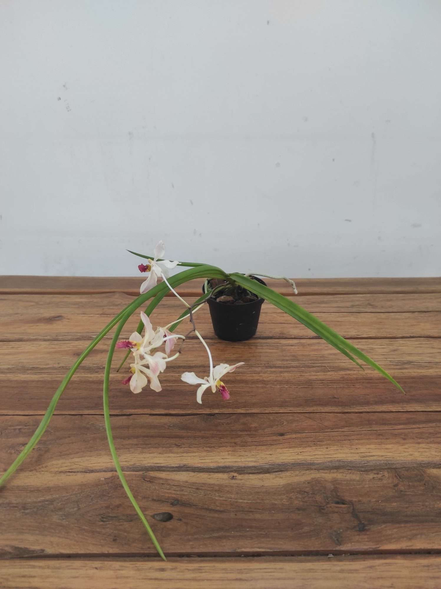 Vandoglossum Paljas - Image 2