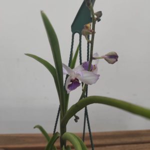 Vandoglossum (Vanda 'Bayrisch Blau' X Holcoglossum Wangii) - Suspensão