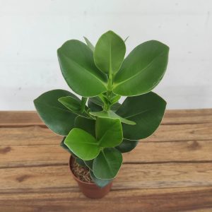 Clusia Rosea 'Princess' V.12