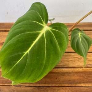 Philodendron Gloriosum - V.12