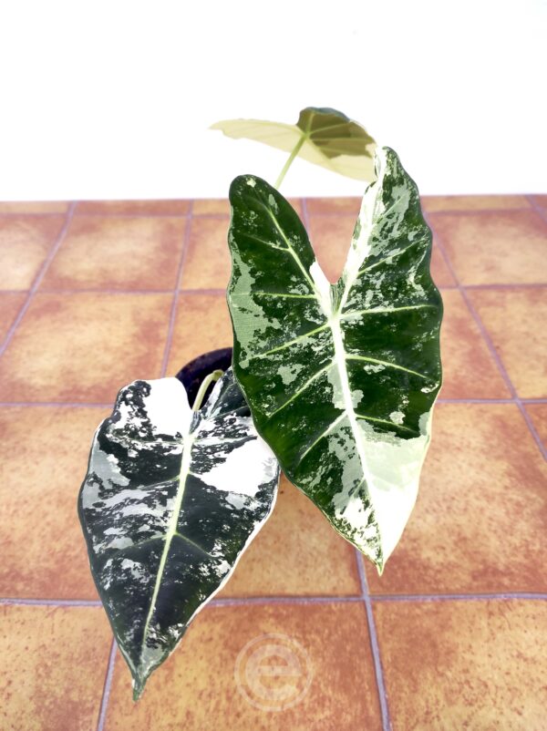 Alocasia Frydek Variegata