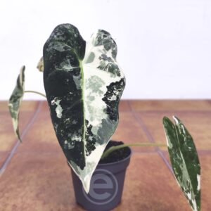 Alocasia Frydek Variegata - Mini