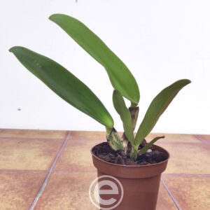 Cattleya Labiata - Sem Flor