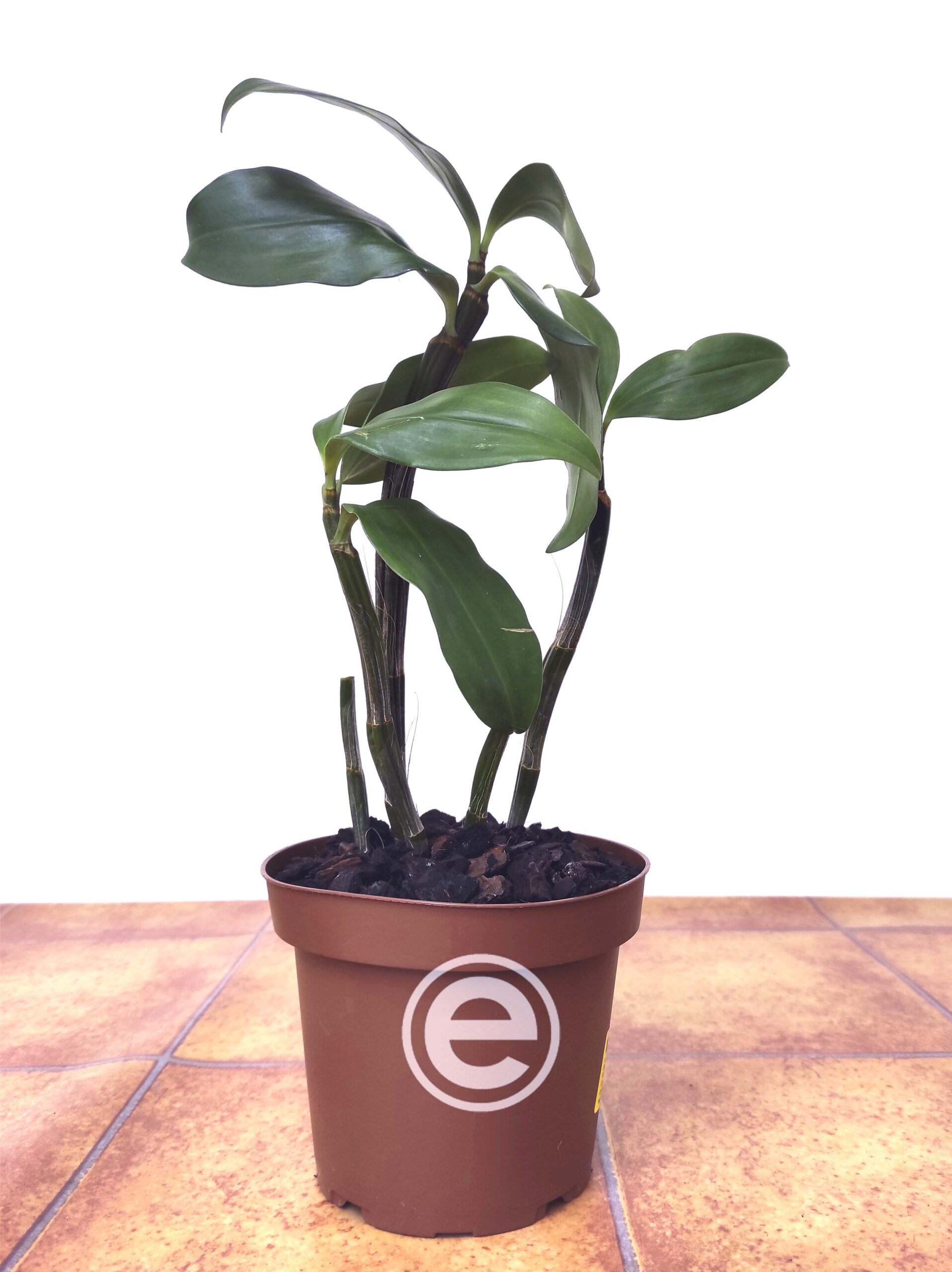 Dendrobium Densiflorum - Sem Flor