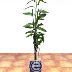 Dendrobium Moschatum - Sem Flor