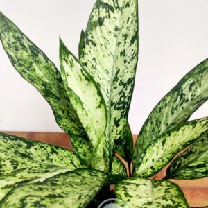 Dieffenbachia Vesuvius