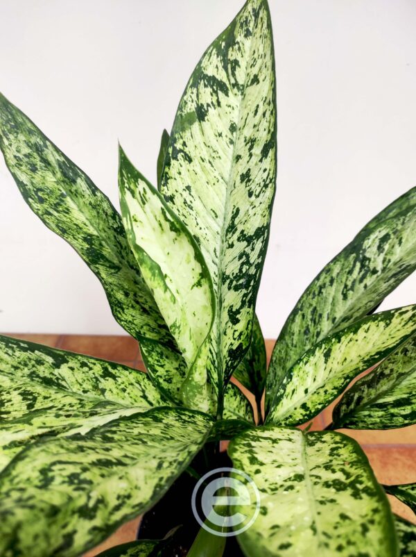 Dieffenbachia Vesuvius