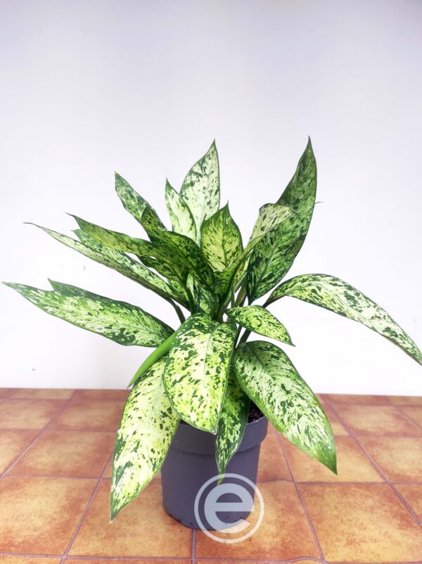 Dieffenbachia Vesuvius - Image 2