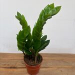 Zamioculcas Zamiifolia