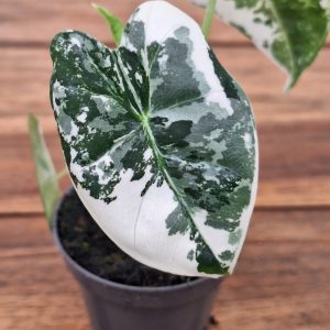Alocasia Frydek Variegata - Mini