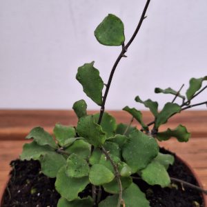 Hoya Kanyaky Mariana