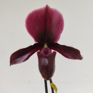 Paphiopedilum 'Red' 1 haste