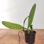 Bulbophyllum Violaceolabellum - Sem Flor