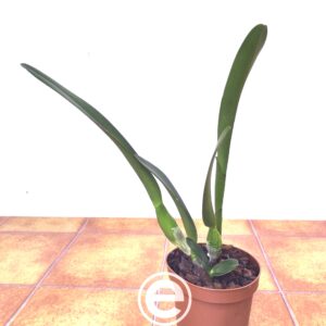 Laelia Purpurata Var. Estriata - Sem Flor