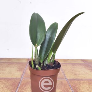 Lc. (anceps x Jaguariuna) - Sem Flor