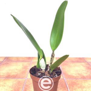 Lc. Gottoiana - Sem Flor
