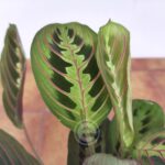 Marantha Leuconeura 'Fascinator'