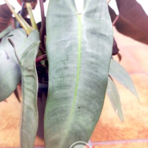 Philodendron Atabapoense