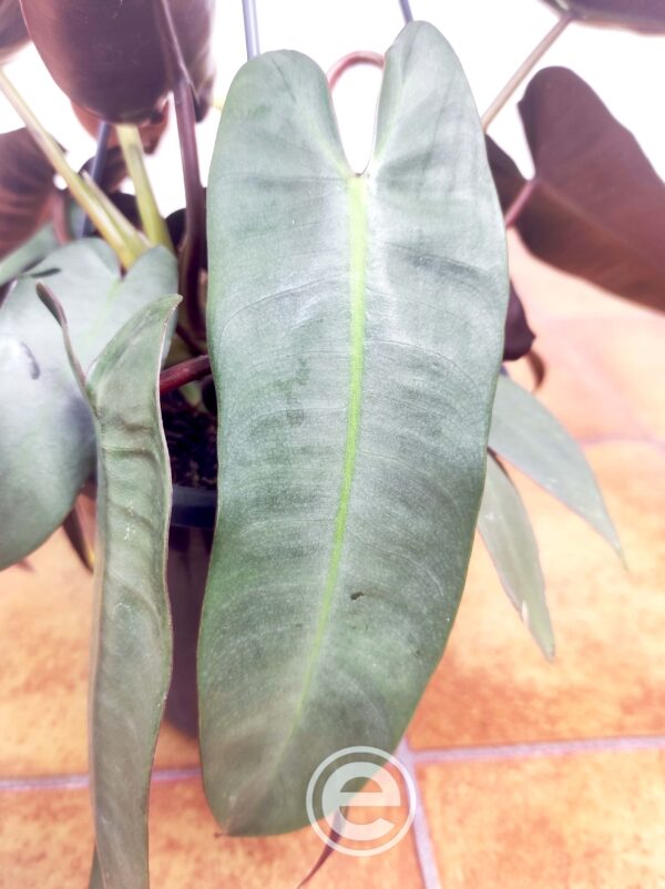 Philodendron Atabapoense