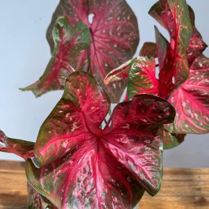 Caladium 'Scarlet Flame'