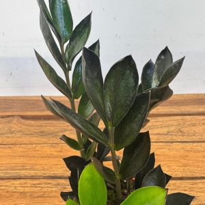 Zamioculcas Zamiifolia